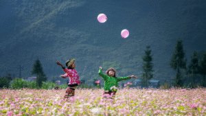 ha giang buckwhet flower season