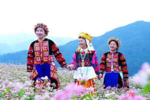 lo lo woman weaving traditional costume at a garden of buckwhet flowers