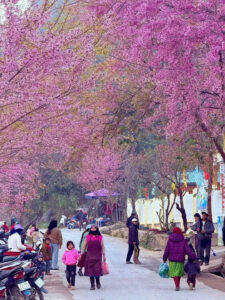 Ha Giang Buckwheat Flower Season: When & Where to See