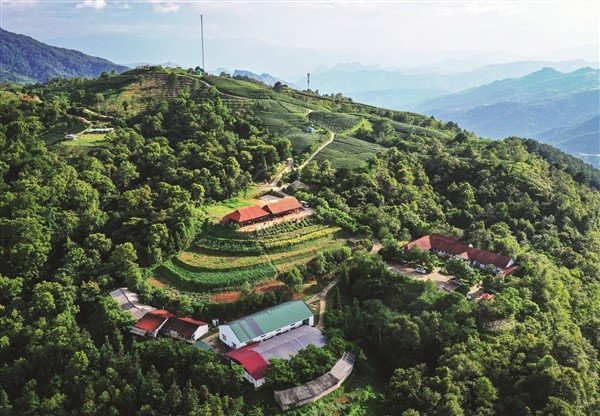 Tea plantation in mist on the slopes at Phia Den below Phia Oac Tea plantation in mist on the slopes at Phia Den below Phia Oac