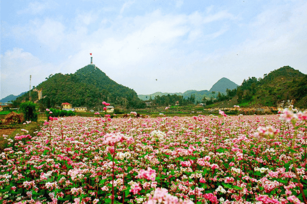 Buckwheat flowers close up on the Dong Van plateau Ha Giang