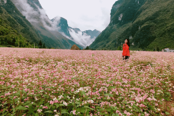 Ha Giang Loop in October with buckwheat and autumn light