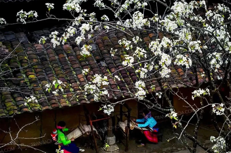 Plum blossom Ha Giang Tet season winter flower Visiting Ha Giang During Tet