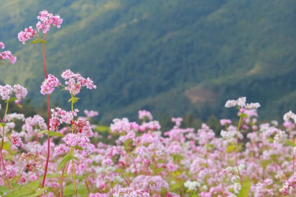 ha giang buckwhet season
