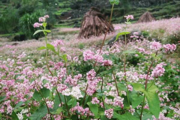 Pink buckwheat flowers close up in Sung La Valley Ha Giang Vietnam