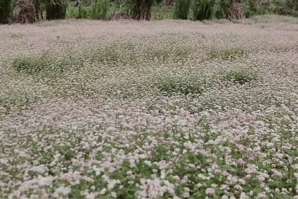 Buckwheat fields at various bloom stages in Sung La Valley during flower season