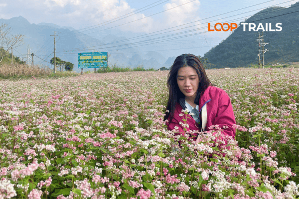 buckwhet flowers season