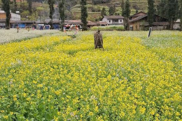 mustard flowers in dong van ha giang