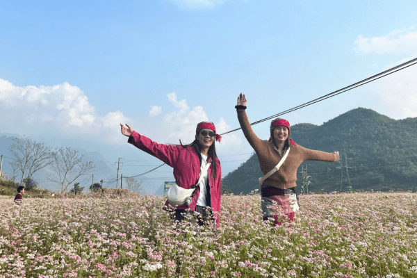 enjoy a garden of buckwhet flowers