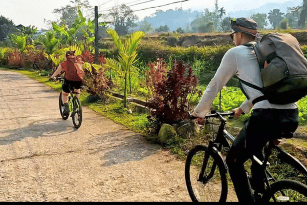 Cycling through buckwheat flowers on Ha Giang Loop in October