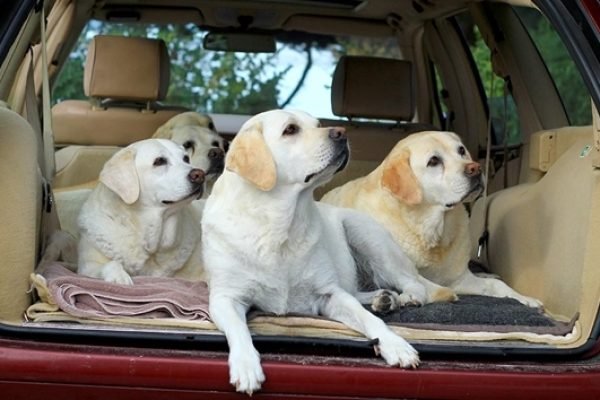 ha giang loop traveling with pets