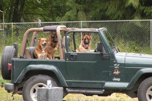 ha giang loop with dogs in jeep
