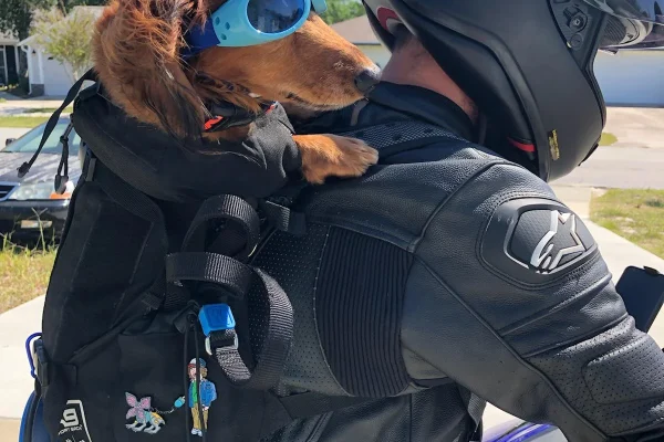 ha giang loop with dogs