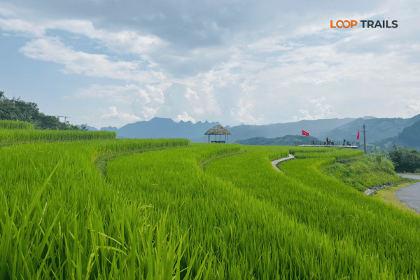 ha giang loop with looptrails in lung ho viewpoint