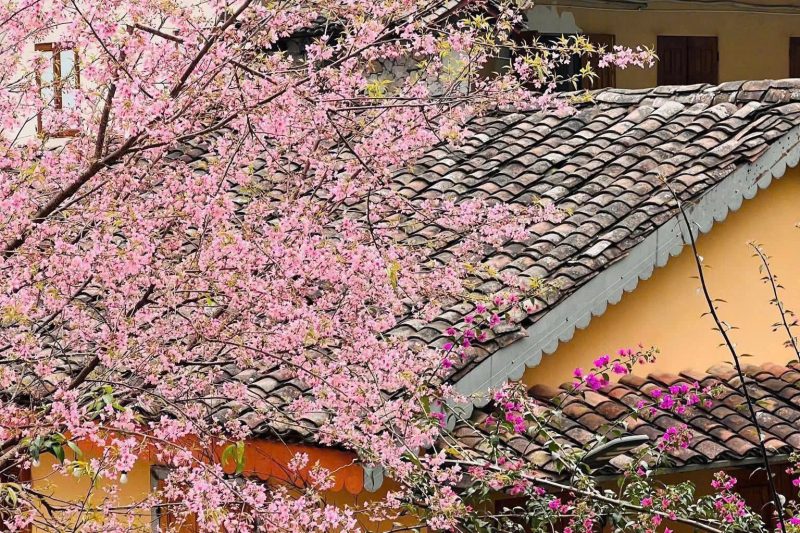 peach flowers in lo lo chai village
