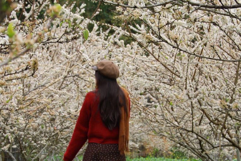 ha giang in spring, a girl with plum blossoms