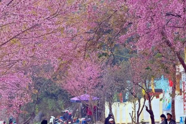 Ha Giang Buckwheat Flower Season: When & Where to See