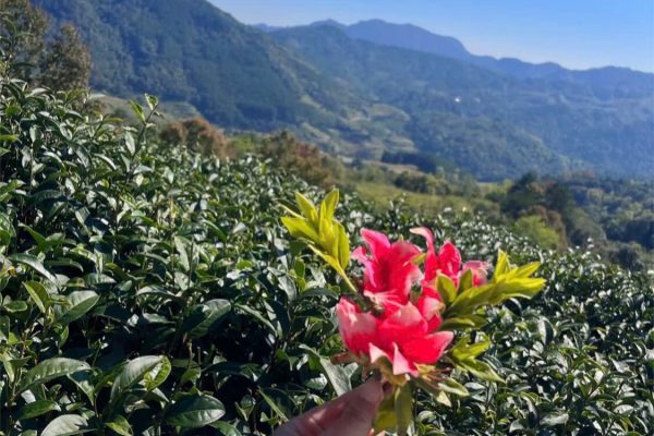 Phia Oac National Park cloud forest Cao Bang Vietnam hiking