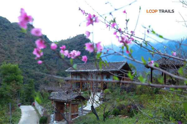 spring in a homestay in ha giang