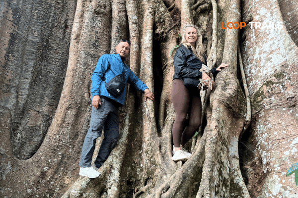 tourist are climbing the old tree