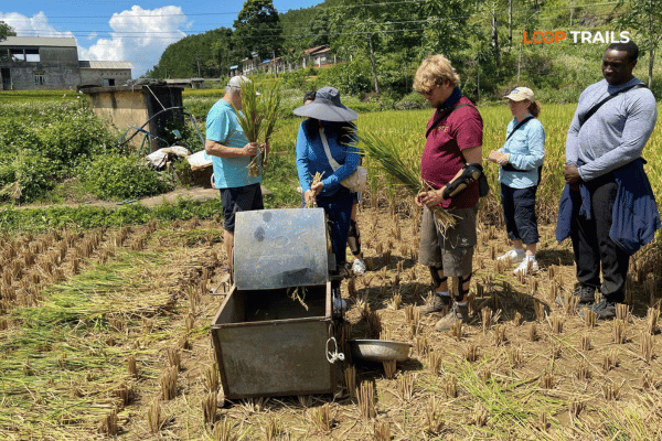 tourist of looptrails expericence local harvest