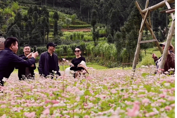 tourist taking photos in buckwhet flowers garden