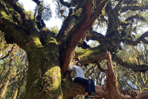 trekking in ha giang with an old tree