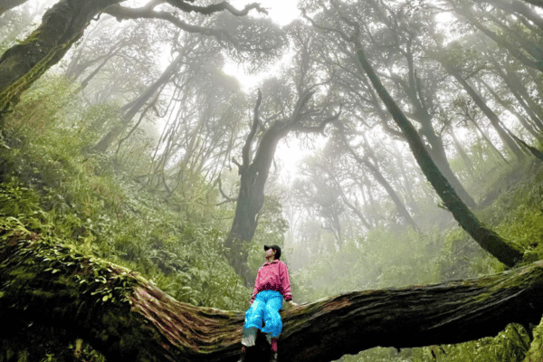 trekking in tay con linh mountain