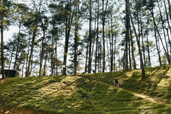 Misty pine forest road Yen Minh Ha Giang Loop northern Vietnam